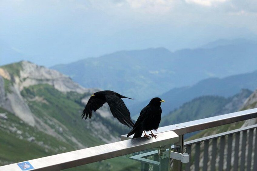 Mt. Pilatus & Lake Lucerne Cruise Private Tour | From Lucerne 4