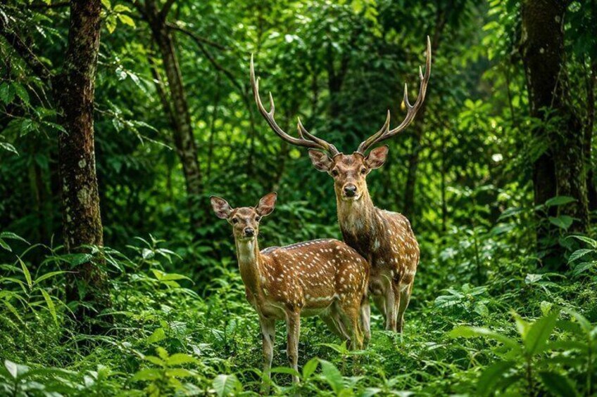 Two deer in a dense forest with lush greenery and tall trees. 2
