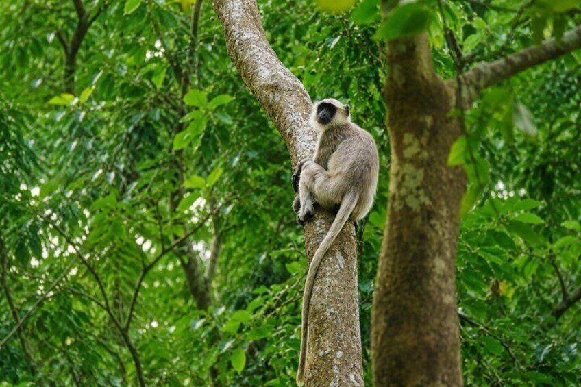 A monkey perched on a tree branch in a dense forest. 5