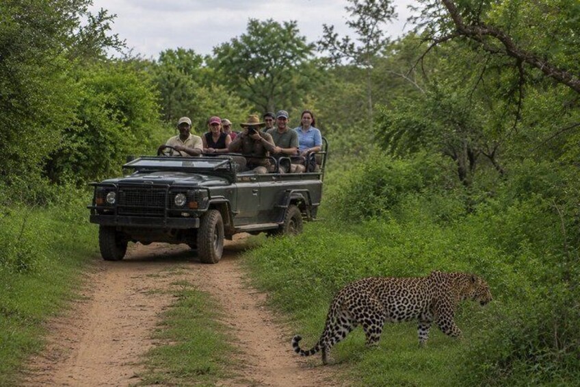 A safari vehicle on a dirt path with a leopard in the background. 4