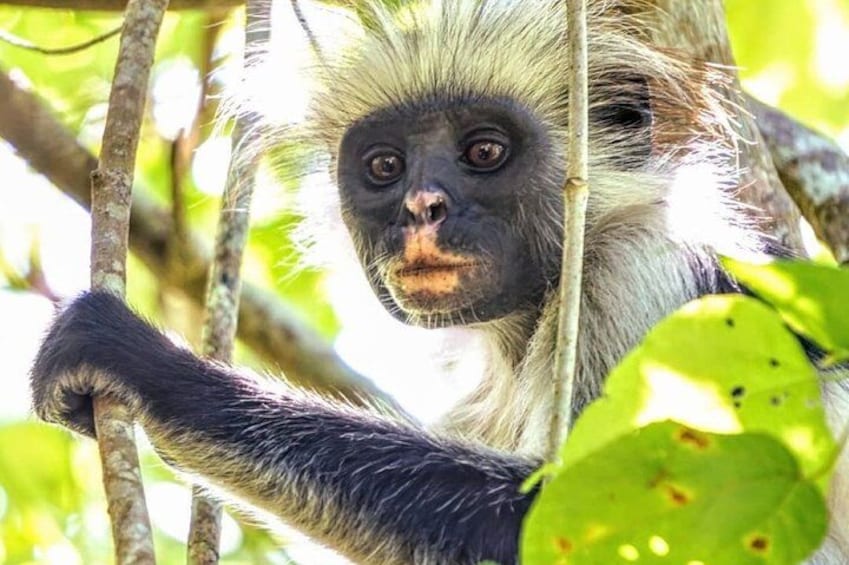 Mnemba Dolphin Tour, Jozani Forest Tour, The Rock Restaurant, Salaam Cave Tour 2