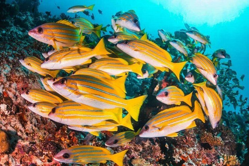 Mnemba Dolphin Tour, Jozani Forest Tour, The Rock Restaurant, Salaam Cave Tour 2