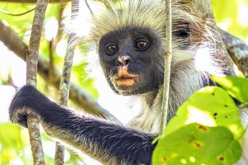 Mnemba Dolphin Tour, Jozani Forest Tour, The Rock Restaurant, Salaam Cave Tour 5