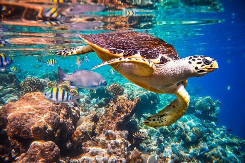 Una tortuga marina nada bajo el agua entre peces de colores y arrecifes de coral. 4