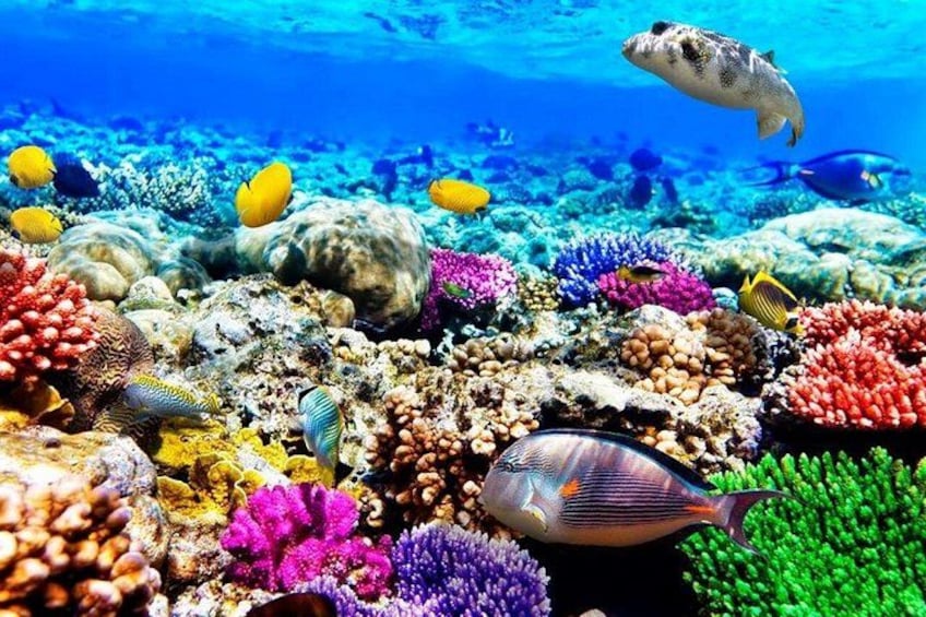 Un arrecife de coral vibrante con diversas especies de peces y corales coloridos. 5