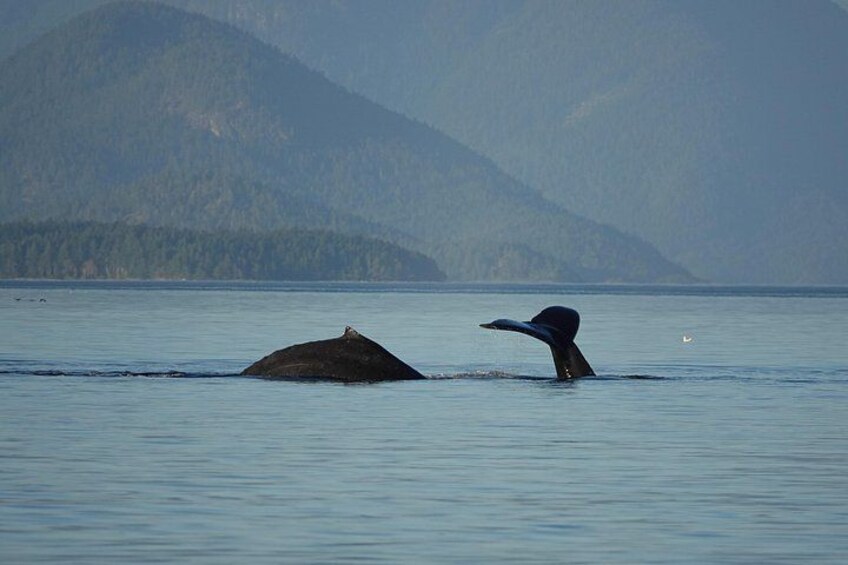 Covered Boat Whale Watching 4-Hour Tour from Campbell River 1