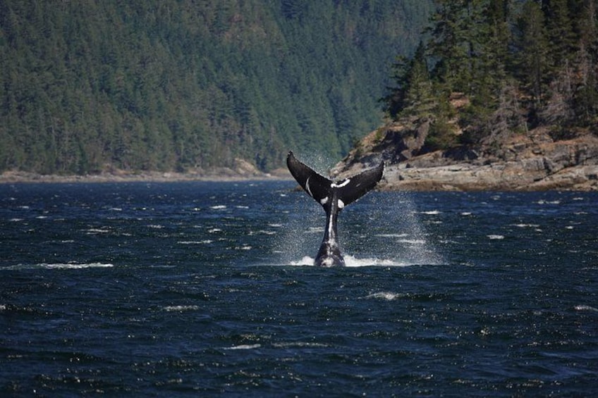 A whale breaching with its tail flukes visible above the water. 3