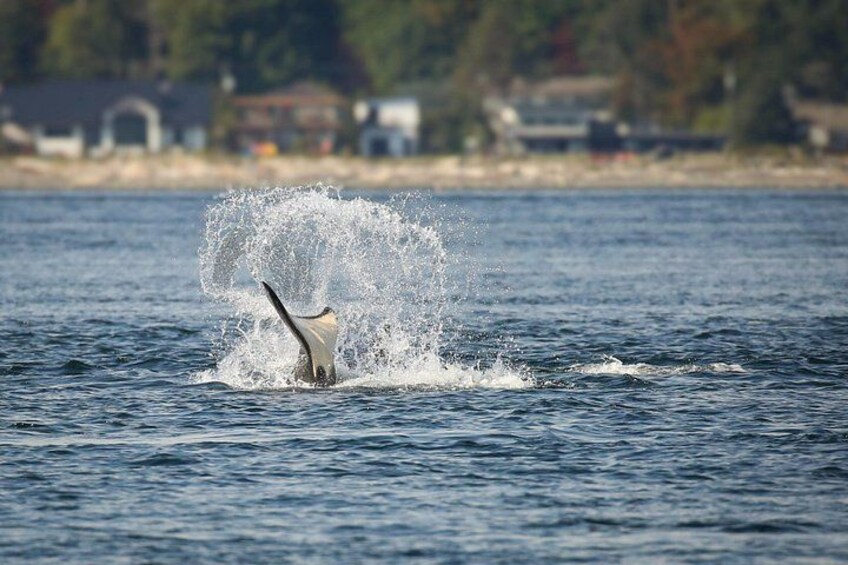 A bird in flight over water with a splash. 5