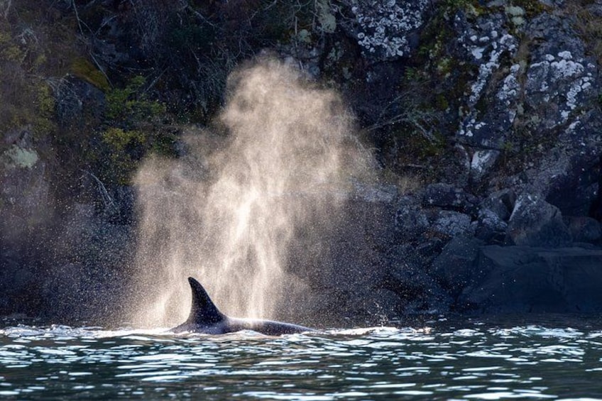 A whale breaching with water splashing in a forested area. 2
