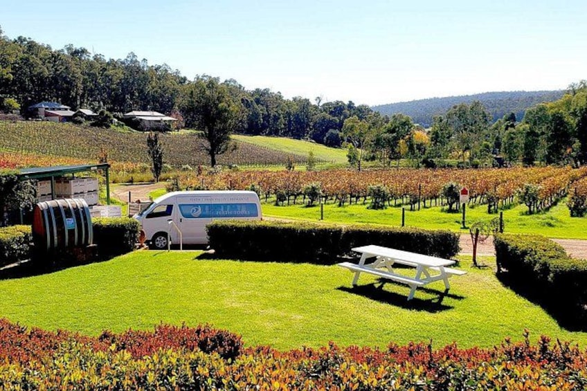 A vineyard with a white van, picnic table, and neatly trimmed hedges. 1