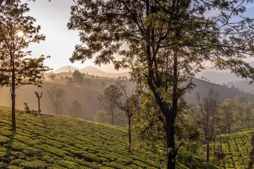 Day Trip to Coonoor (Guided Sightseeing Tour by Car from Ooty) 2