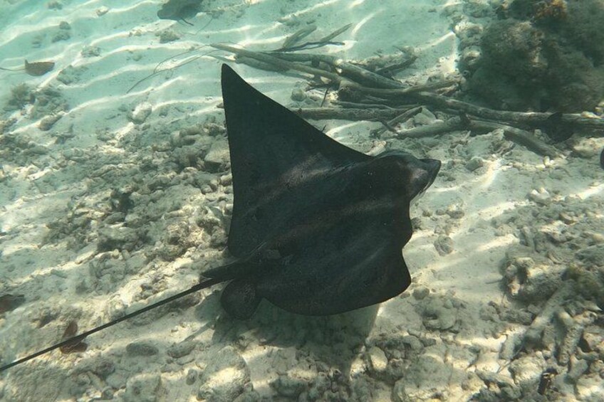 A stingray on a sandy seabed with scattered rocks and marine debris. 5