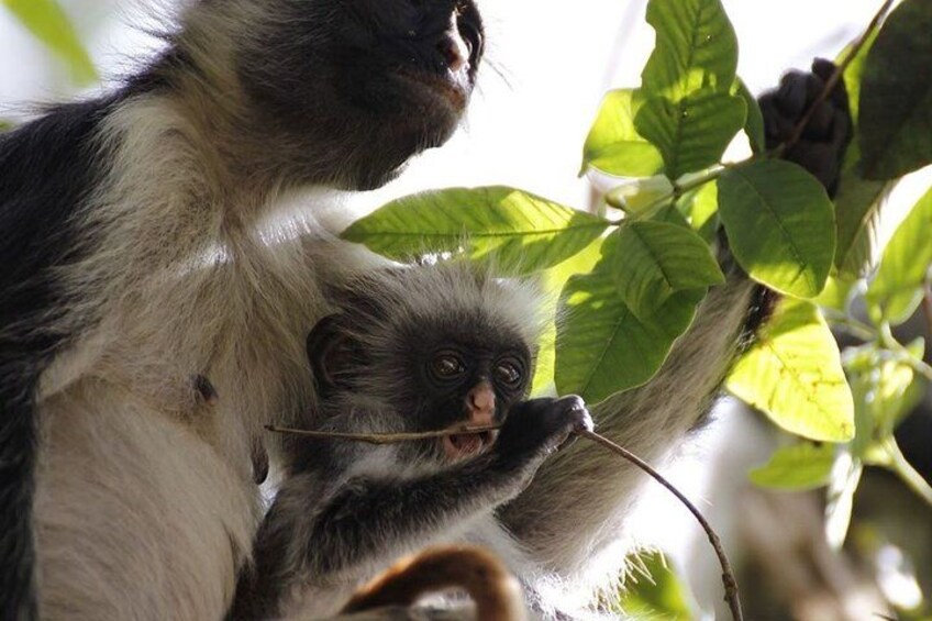 Mnemba Dolphin Tour, Jozani Forest Tour, Kuza Cave Tour, Paje Beach, The Rock Restaurant Zanzibar 2