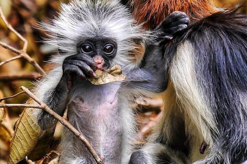 Mnemba Dolphin Tour, Jozani Forest Tour, Kuza Cave Tour, Paje Beach, The Rock Restaurant Zanzibar 4
