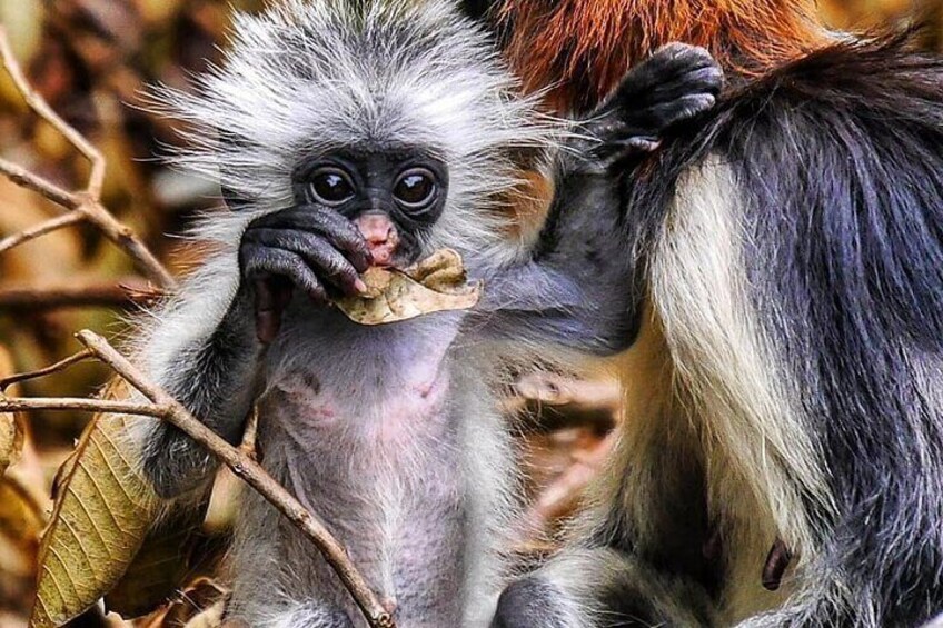 Un singe tenant une feuille. 3