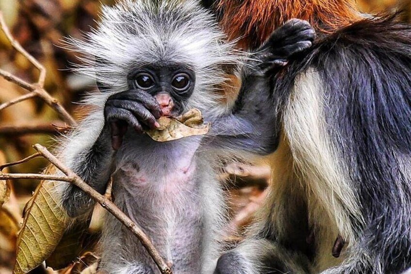 Mnemba Dolphin Tour, Jozani Forest Tour, Kuza Cave Tour, Paje Beach, The Rock Restaurant Zanzibar 3