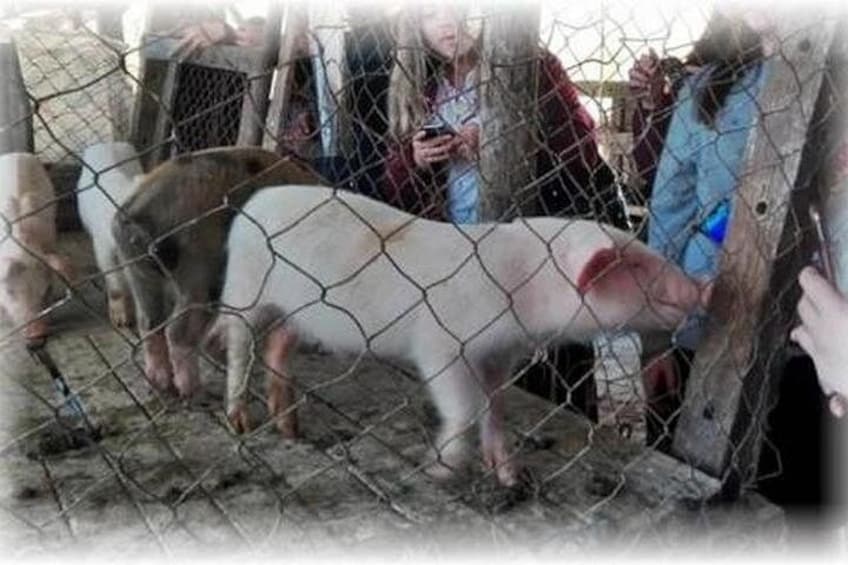 A pig in a pen with a chain-link fence, surrounded by people. 3