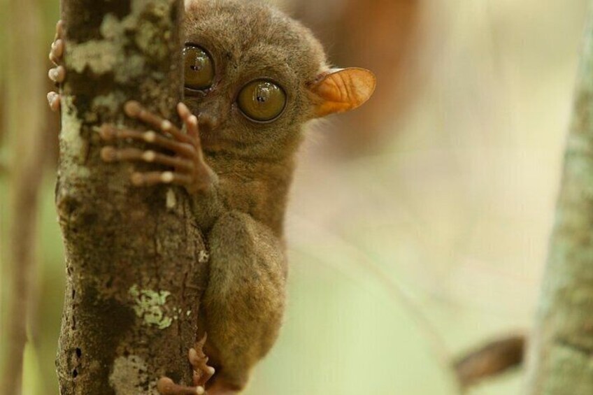Tarsier 4