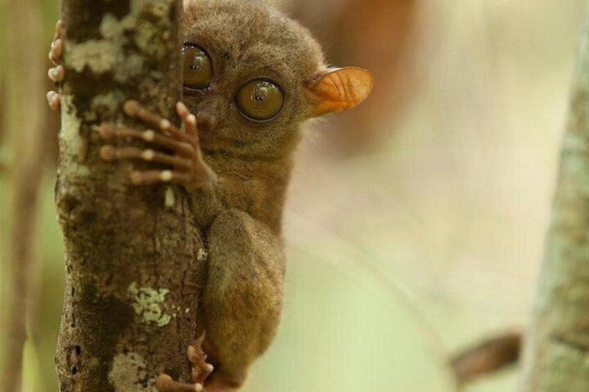 A small, furry animal with large eyes clinging to a tree trunk. 5