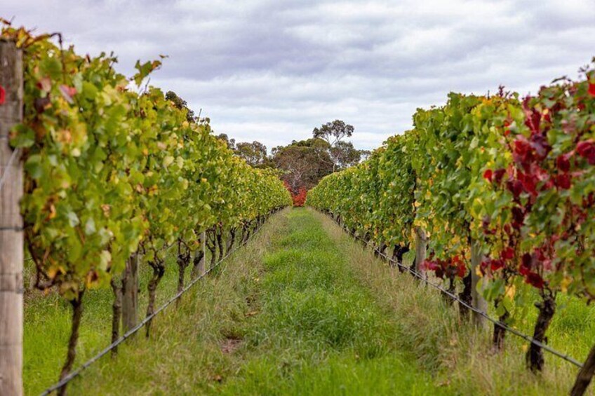 From Melbourne: Hop On Hop Off Mornington Peninsula 4