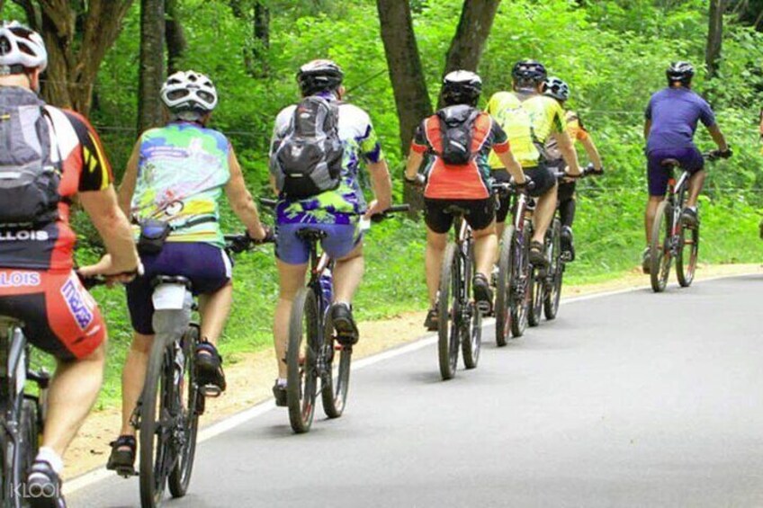 Un grupo de ciclistas en una carretera pavimentada bordeada de árboles. 2