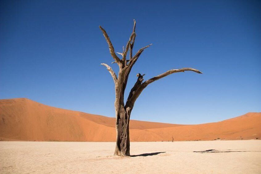 Capture instagram worthy photos in Deadvlei