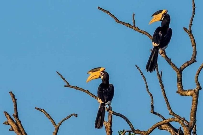 Two birds perched on a tree branch against a clear sky. 4