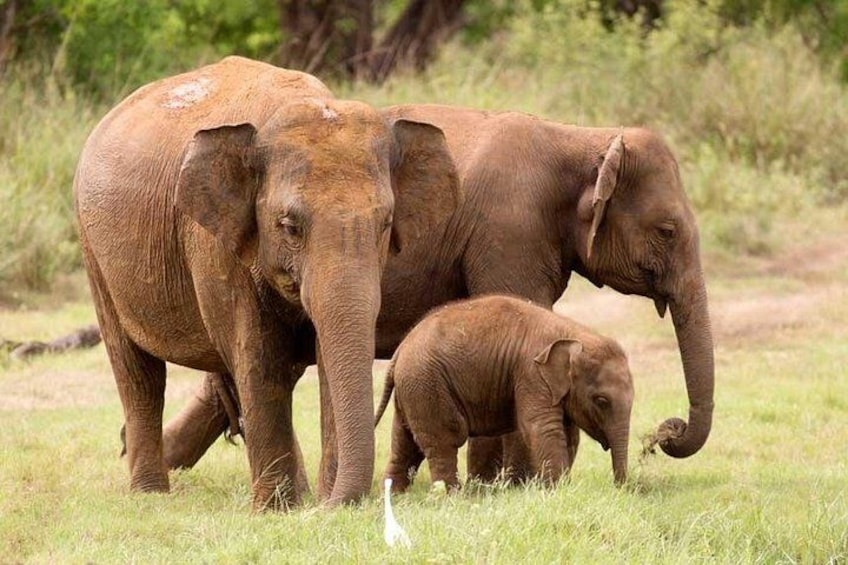 Two elephants in a grassy field with trees in the background. 1