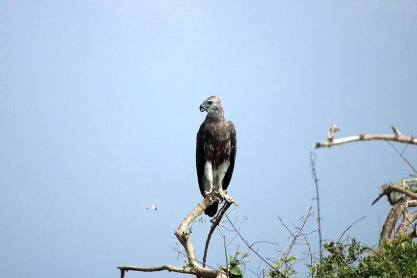 A large bird perched on a branch. 3