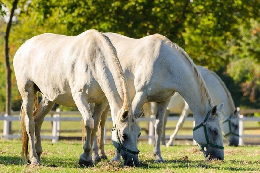 Drei weiße Pferde weiden auf einer grünen Wiese, im Hintergrund ein weißer Zaun. 3