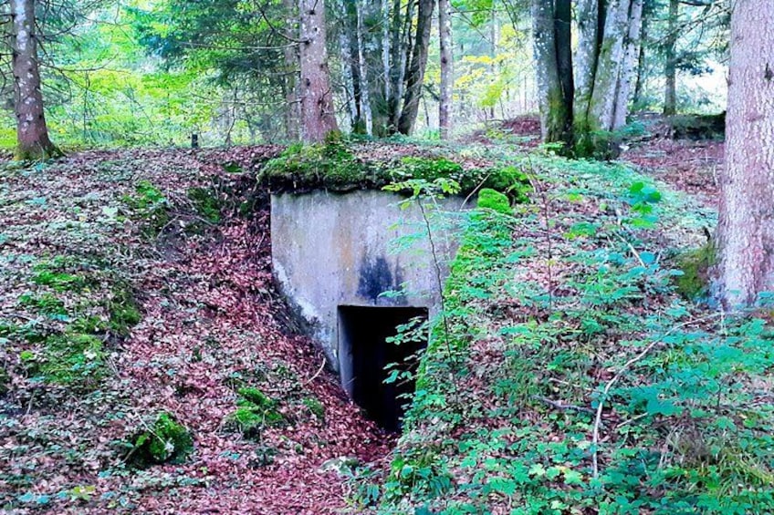 A forest with a concrete structure, possibly a retaining wall, surrounded by dense foliage and fallen leaves. 3