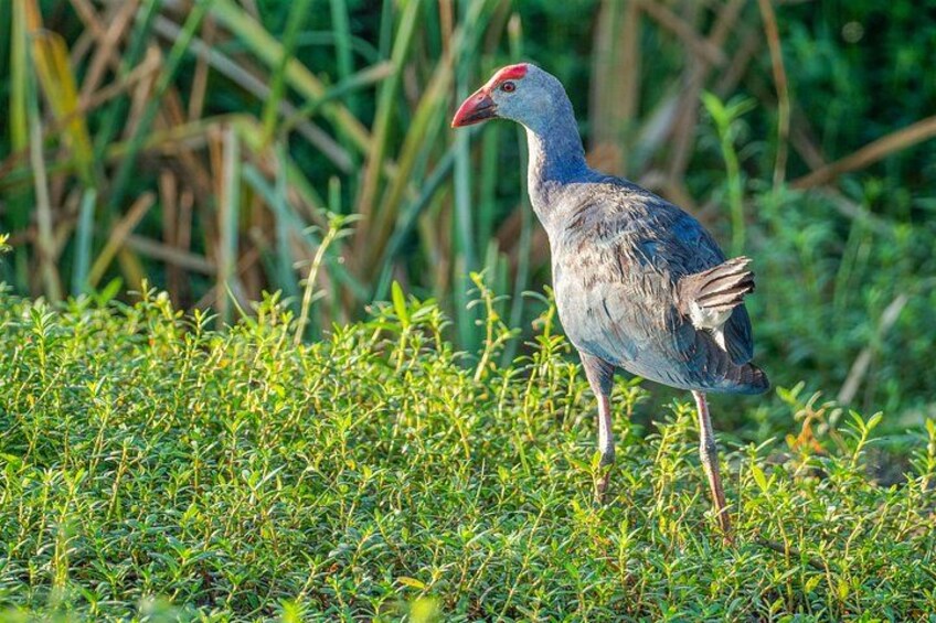 Un pájaro posado sobre la hierba, con rostro rojo y cuerpo azul. 2