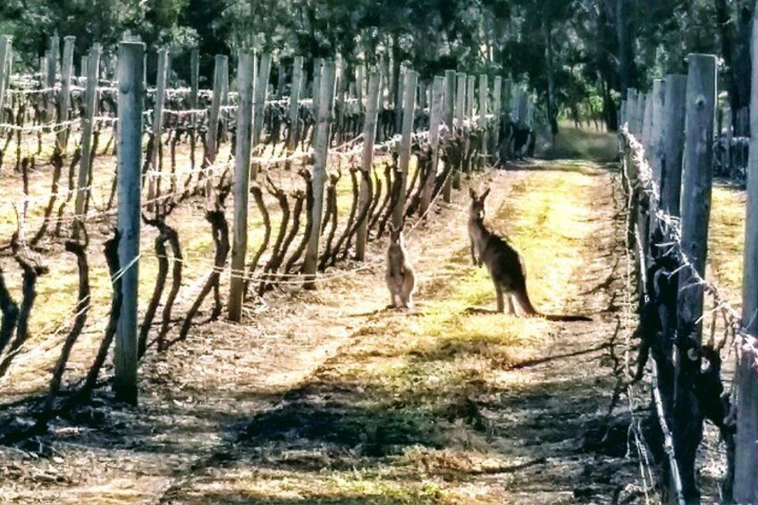 Lost kangaroos? 3