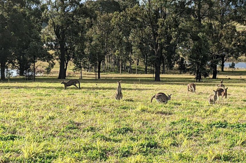 Look for wild kangaroos 5