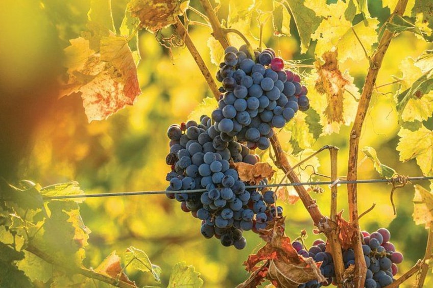 Clusters of dark purple grapes on vine branches with yellowing leaves in a vineyard. 1