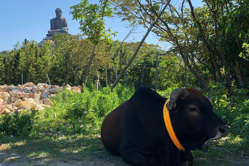 Local natives with the buddha 5