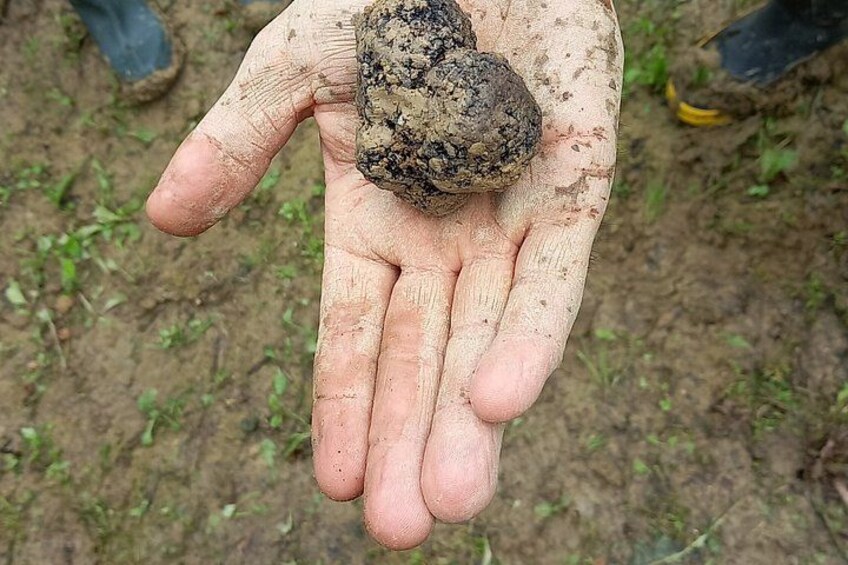 Langhe Truffle hunting Experience 2