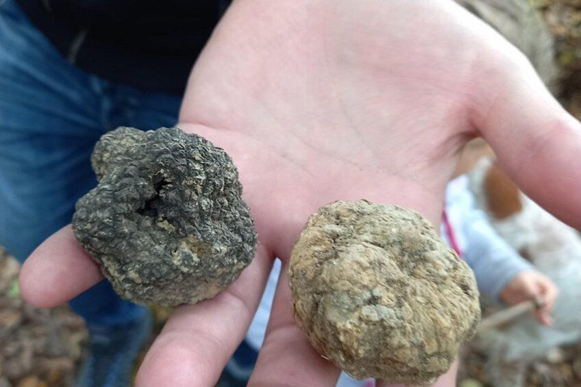 Langhe Truffle hunting Experience 3