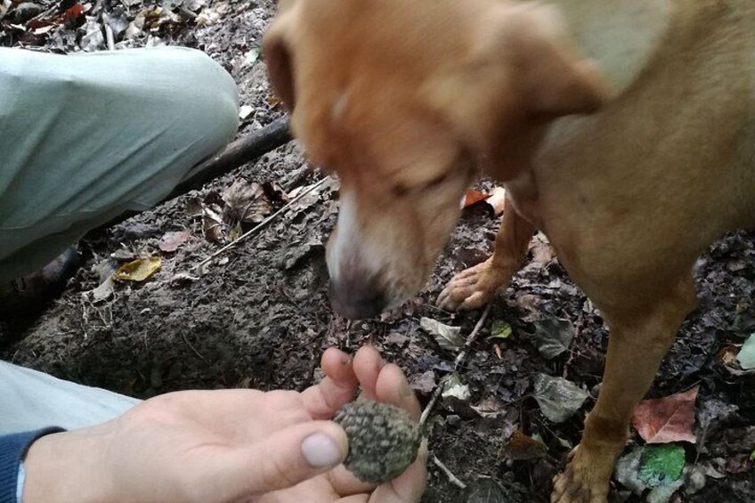 Langhe Truffle hunting Experience 3
