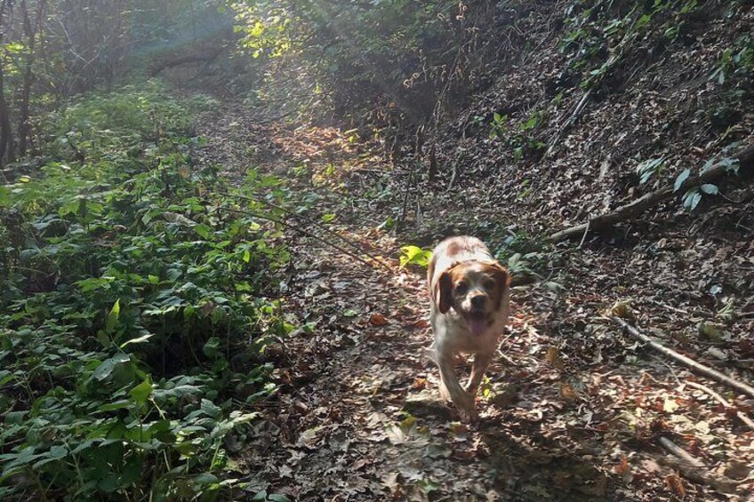 Langhe Truffle hunting Experience 4