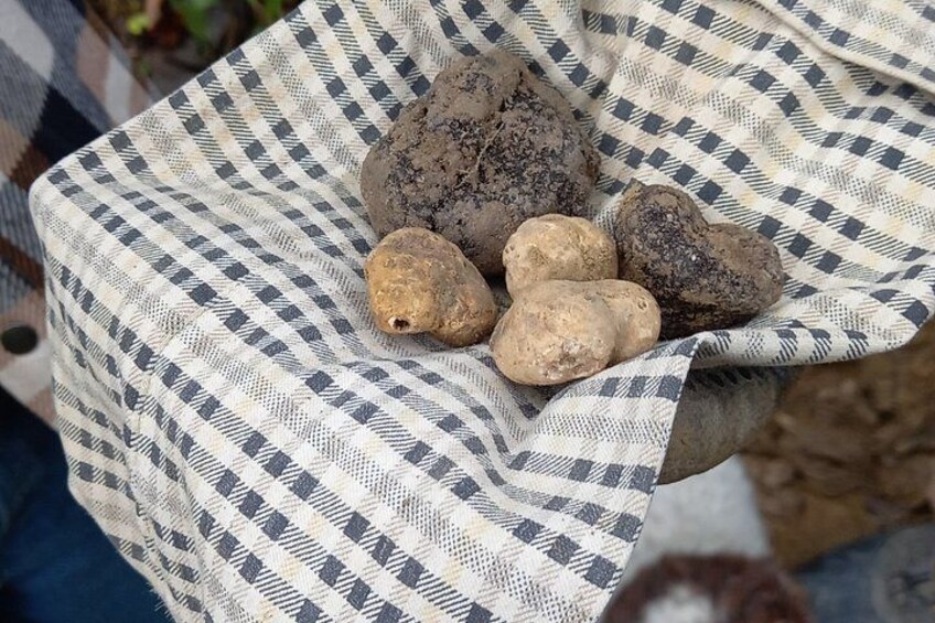 Langhe Truffle hunting Experience 2