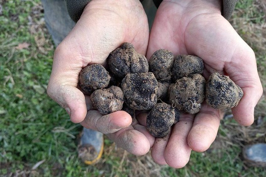 Langhe Truffle hunting Experience 3