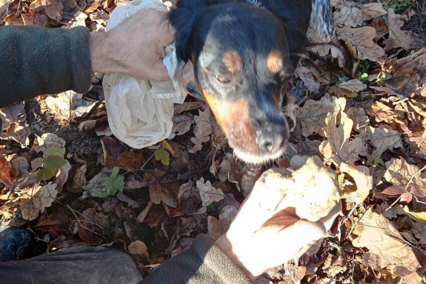 Langhe Truffle hunting Experience 2