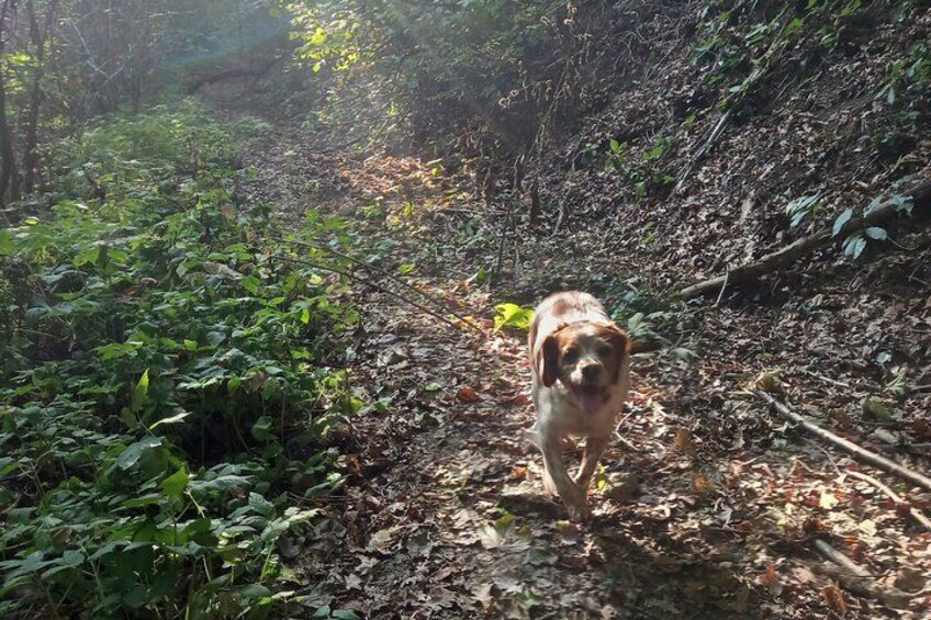 Langhe Truffle hunting Experience 4