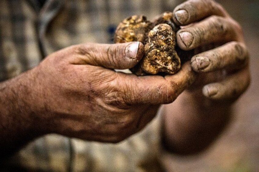 Langhe Truffle hunting Experience 1