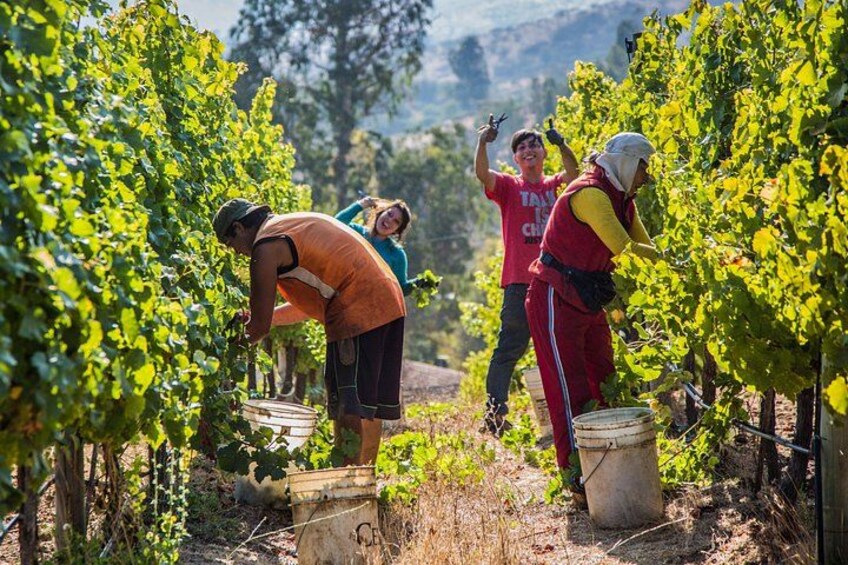 Menschen arbeiten in einem Weinberg und ernten Trauben. 2