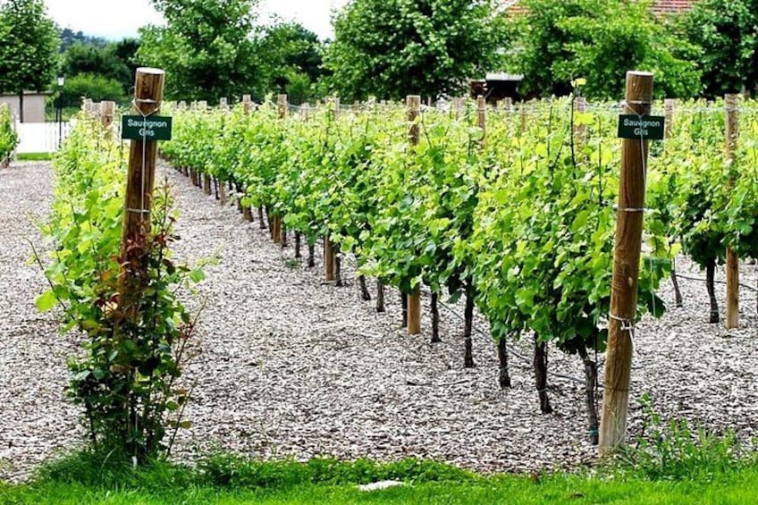 Midalidare Estate Wine Tasting & Activities 5
