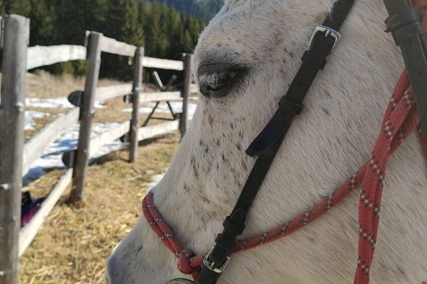 Een witte paard met een rode halster, staand in een omheind gebied met hooi op de grond. 3