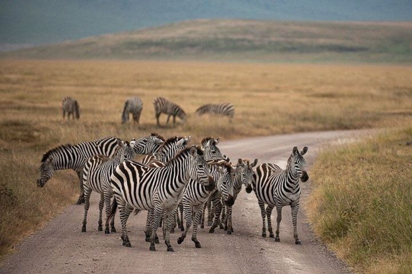 16 Days Luxury + High End Tanzania, Kenya and Zanzibar island tour 1