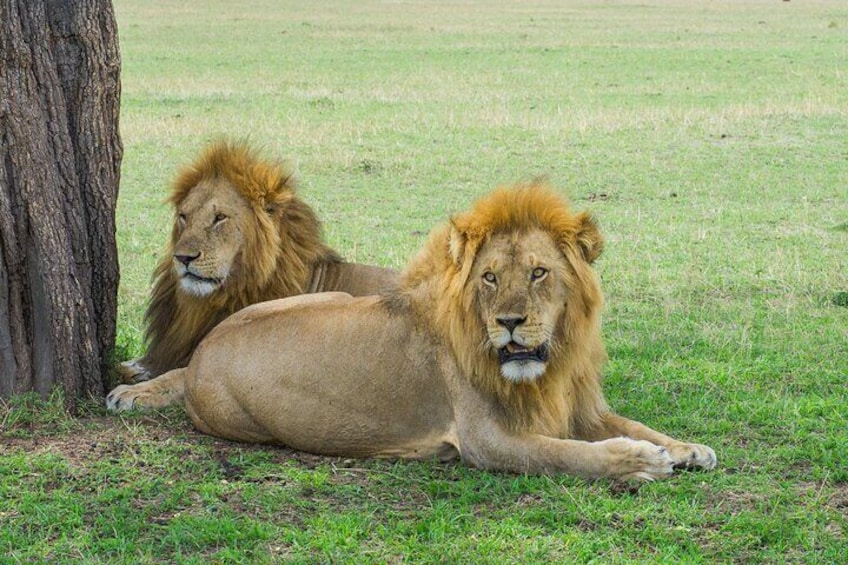 16 Days Luxury + High End Tanzania, Kenya and Zanzibar island tour 4